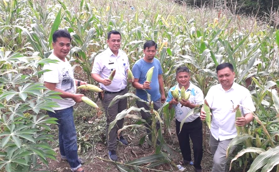 Pemerintah Desa Sisobalauru Sulap Lahan Kosong Jadi Kebun Jagung Radar Indonesia News 4665